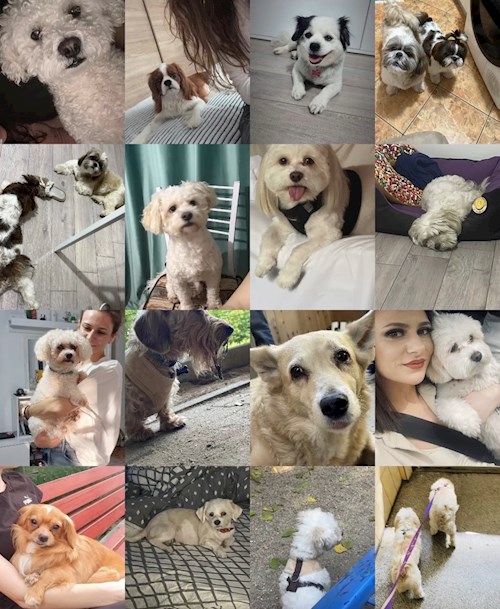 Gina- petsitter București or Pet nanny for dogs cats 