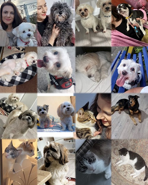 Gina- petsitter București or Pet nanny for dogs cats 