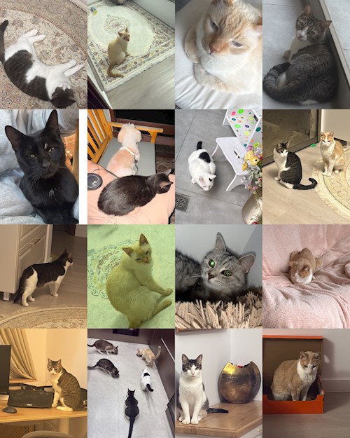 Gina- petsitter București or Pet nanny for dogs cats 