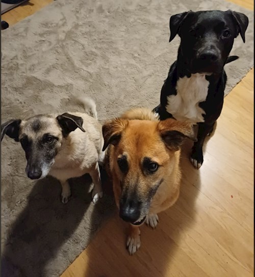 Alexandru- petsitter Cluj-Napoca vagy Állat szitter a kutyák cicák 