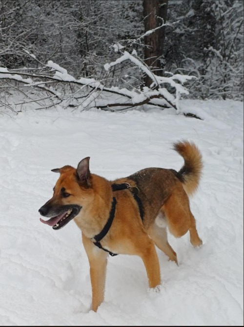 Alexandru- petsitter Cluj-Napoca vagy Állat szitter a kutyák cicák 
