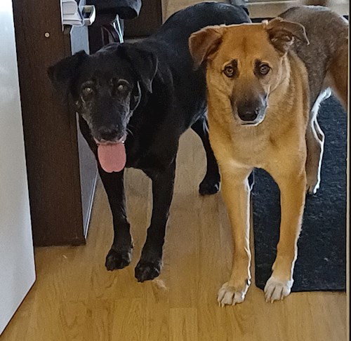 Alexandru- petsitter Cluj-Napoca vagy Állat szitter a kutyák cicák 