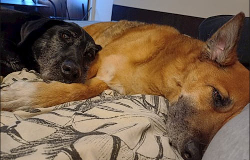 Alexandru- petsitter Cluj-Napoca vagy Állat szitter a kutyák cicák 