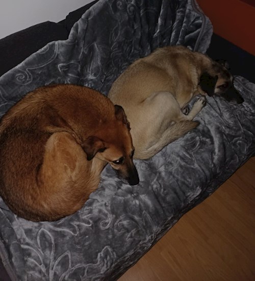 Alexandru- petsitter Cluj-Napoca vagy Állat szitter a kutyák cicák 
