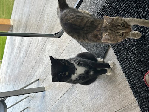 Mara- petsitter Sângeorgiu de Mureș vagy Állat szitter a kutyák cicák 