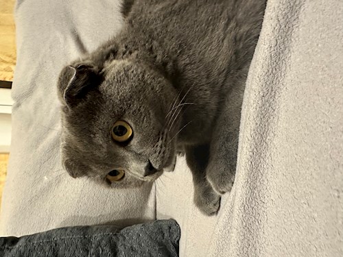 Mara- petsitter Sângeorgiu de Mureș vagy Állat szitter a kutyák cicák 