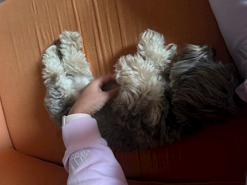 Ksenia- petsitter Mogoșoaia vagy Állat szitter a kutyák cicák 