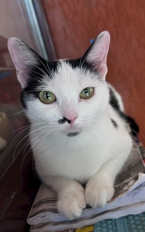 Andra- petsitter București sau Bonă pentru animale pentru câini pisici 