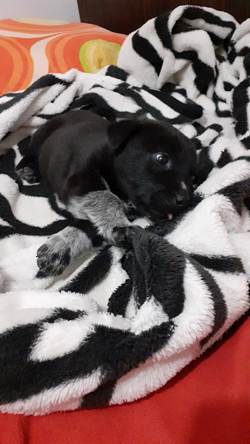 Andra- petsitter București sau Bonă pentru animale pentru câini pisici 