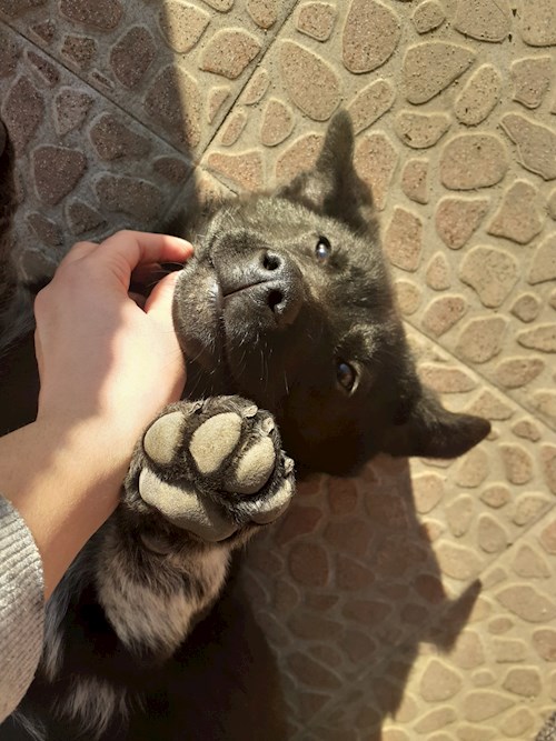 Andra- petsitter București sau Bonă pentru animale pentru câini pisici 