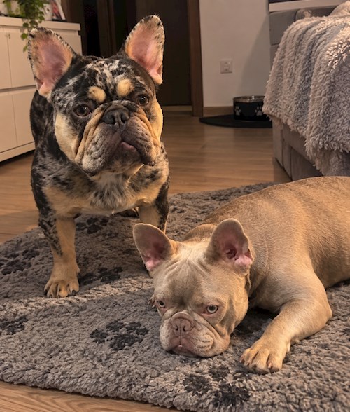 Andra- petsitter București sau Bonă pentru animale pentru câini pisici 