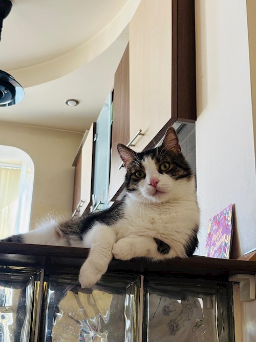 Cristina- petsitter București sau Bonă pentru animale pentru câini pisici 