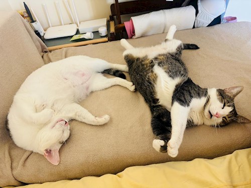 Cristina- petsitter București sau Bonă pentru animale pentru câini pisici 