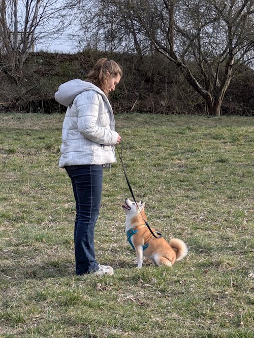 petsitter Cluj-Napoca vagy Állat szitter a Kutyák Cicák 