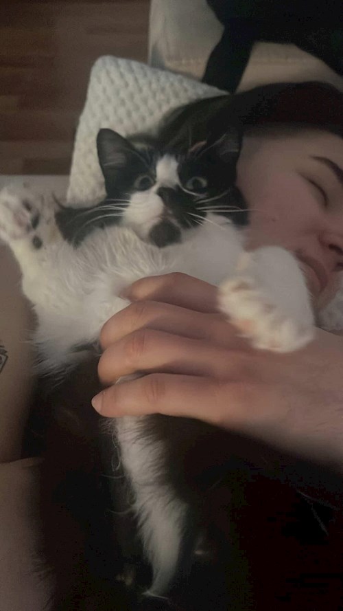 Valentina- petsitter Timișoara vagy Állat szitter a kutyák cicák 