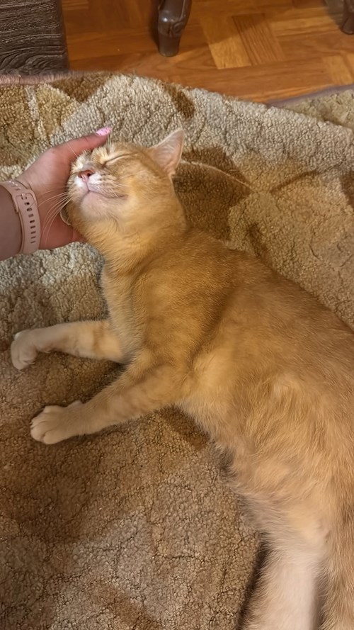 Diana- petsitter Cluj-Napoca sau Bonă pentru animale pentru câini pisici 