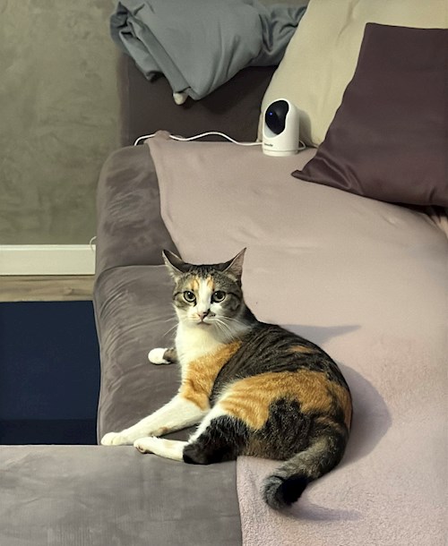 Diana- petsitter Cluj-Napoca sau Bonă pentru animale pentru câini pisici 