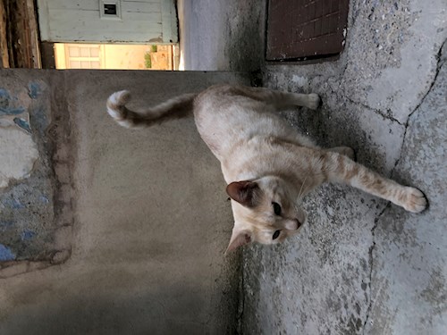Georgiana- petsitter București vagy Állat szitter a kutyák cicák 