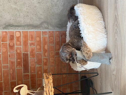 Ksenia- petsitter Mogoșoaia vagy Állat szitter a kutyák cicák 