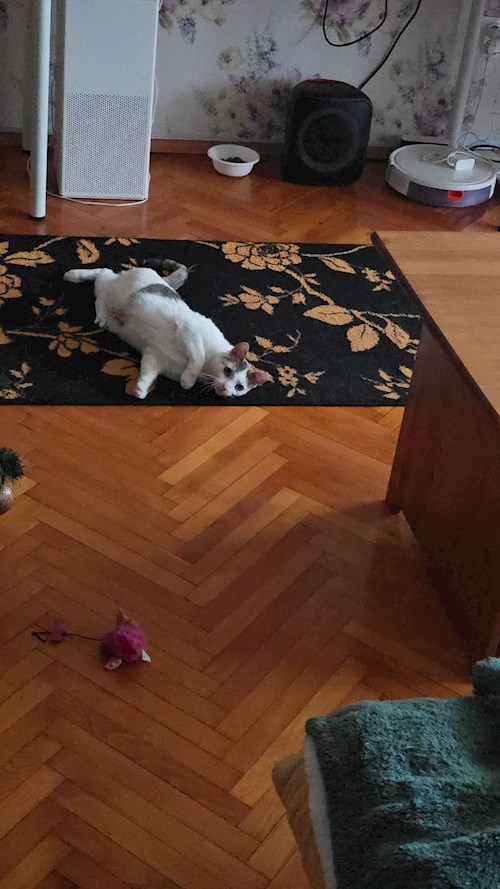 Cristina- petsitter Cluj-Napoca vagy Állat szitter a kutyák cicák 
