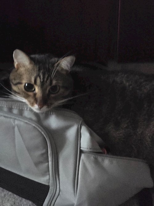 Cristina- petsitter Cluj-Napoca vagy Állat szitter a kutyák cicák 