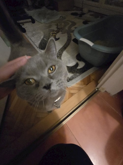 Cristina- petsitter Cluj-Napoca vagy Állat szitter a kutyák cicák 