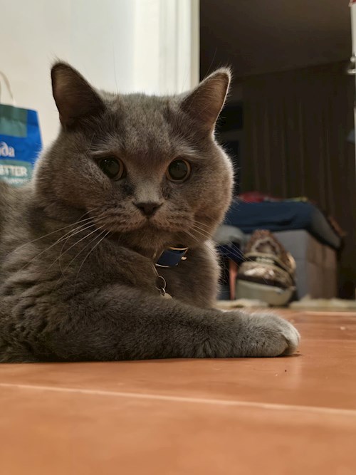Cristina- petsitter Cluj-Napoca vagy Állat szitter a kutyák cicák 