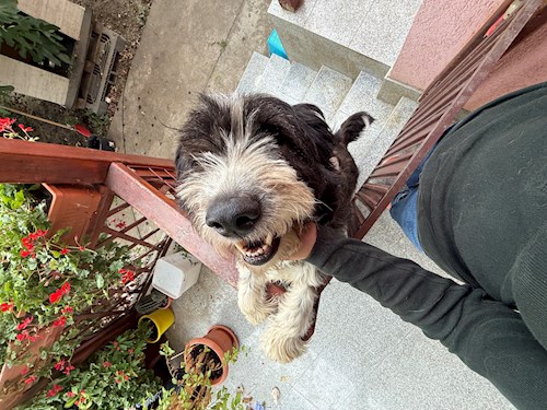 Maria-Flavia- petsitter Cluj-Napoca vagy Állat szitter a kutyák cicák 