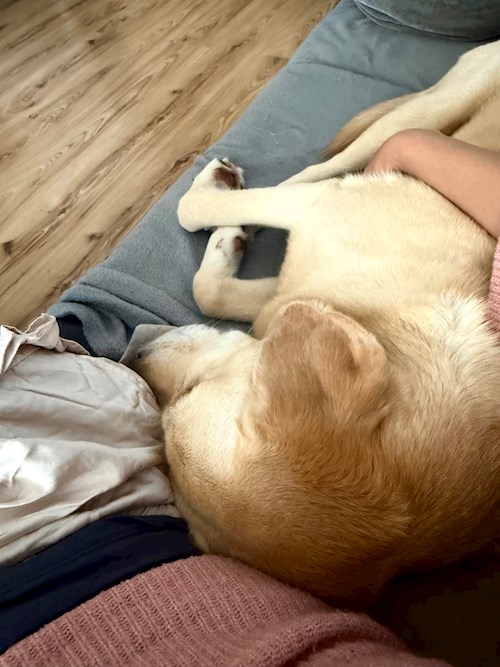 Maria-Flavia- petsitter Cluj-Napoca vagy Állat szitter a kutyák cicák 