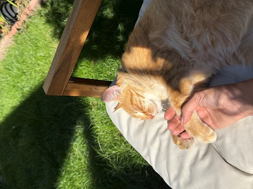 Maria-Flavia- petsitter Cluj-Napoca vagy Állat szitter a kutyák cicák 