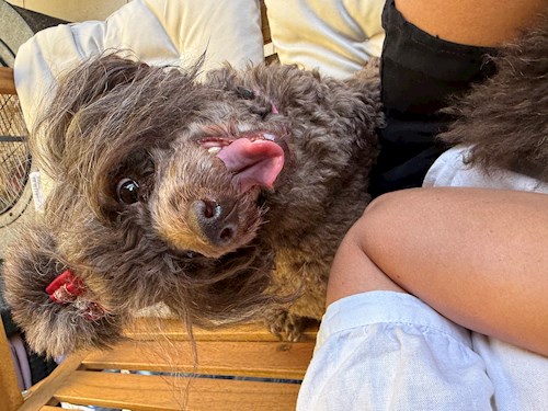 Maria-Flavia- petsitter Cluj-Napoca vagy Állat szitter a kutyák cicák 