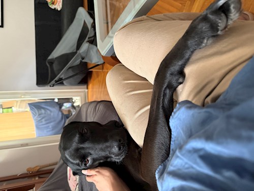 Maria-Flavia- petsitter Cluj-Napoca vagy Állat szitter a kutyák cicák 