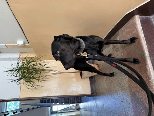 Maria-Flavia- petsitter Cluj-Napoca vagy Állat szitter a kutyák cicák 