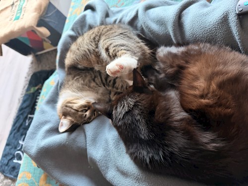 Emilia- petsitter București vagy Állat szitter a kutyák cicák 