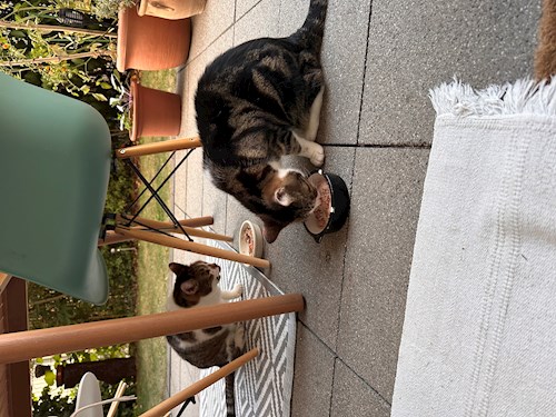 Emilia- petsitter București vagy Állat szitter a kutyák cicák 