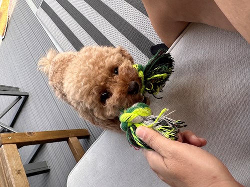 Emilia- petsitter București vagy Állat szitter a kutyák cicák 