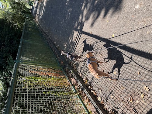 Emilia- petsitter București vagy Állat szitter a kutyák cicák 