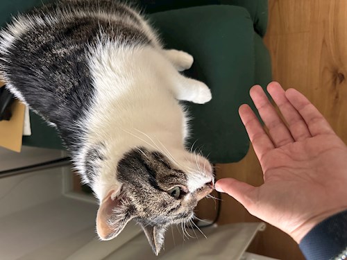 Emilia- petsitter București vagy Állat szitter a kutyák cicák 