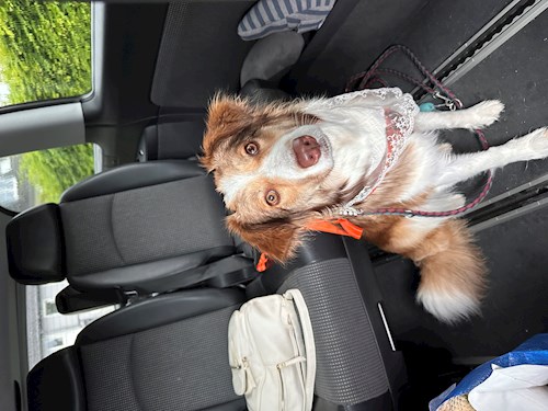 Emilia- petsitter București vagy Állat szitter a kutyák cicák 