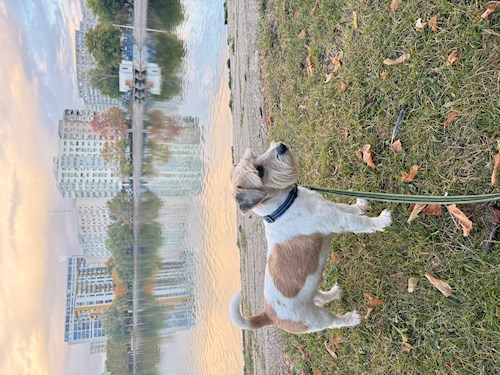 Nicu- petsitter București sau Bonă pentru animale pentru câini pisici 