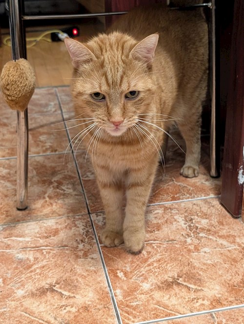 CHESEC- petsitter Timișoara vagy Állat szitter a kutyák cicák 