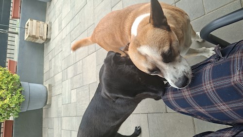 CHESEC- petsitter Timișoara vagy Állat szitter a kutyák cicák 