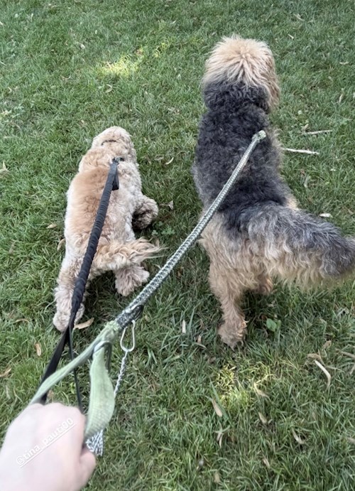 Tina-Maria- petsitter București vagy Állat szitter a kutyák cicák 