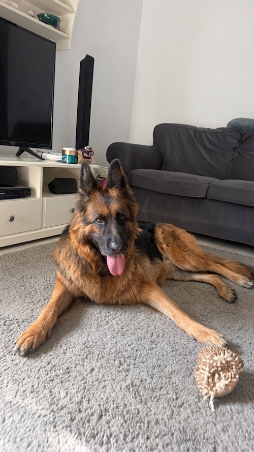 Tina-Maria- petsitter București vagy Állat szitter a kutyák cicák 