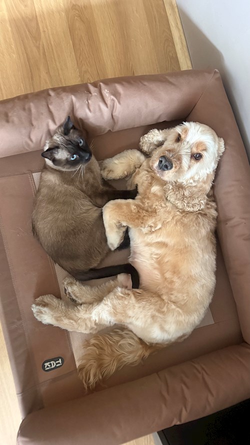 Tina-Maria- petsitter București vagy Állat szitter a kutyák cicák 