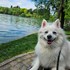 Banu + stapan de animal de companie care a apelat la un pet sitter in loc de pensiune canina sau pet hotel