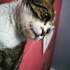Tanasie + stapan de animal de companie care a apelat la un pet sitter in loc de pensiune canina sau pet hotel