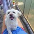 Mazilu + stapan de animal de companie care a apelat la un pet sitter in loc de pensiune canina sau pet hotel