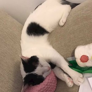 petsitter Timișoara sau Bonă pentru animale pentru 