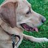 Gabriela + stapan de animal de companie care a apelat la un pet sitter in loc de pensiune canina sau pet hotel